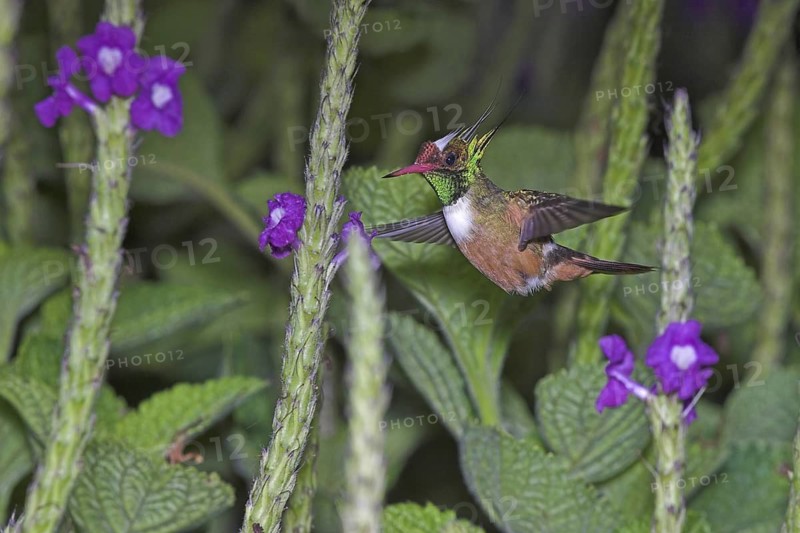 White-crested Coquette (Lophornis adorabilis), Costa Rica