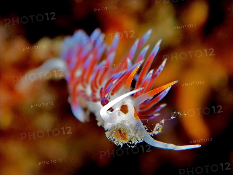 Colourful nudibranch with bright orange-blue colours, migratory thread snail (Cratena peregrina), underwater, dive site Cap de Creus Marine Reserve, Rosas, Costa Brava, Spain, Mediterranean Sea