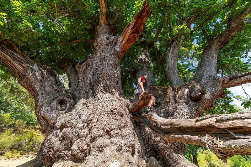 A woman sits on a branch of the giant Castano Santo, Saint Chestnut Tree Natural Monument, Istan, Sierra de las Nieves National Park, Andalusia, Spain