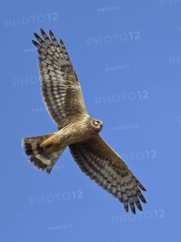 Hen Harrier (Circus cyaneus) female flying, Hesse, Germany
