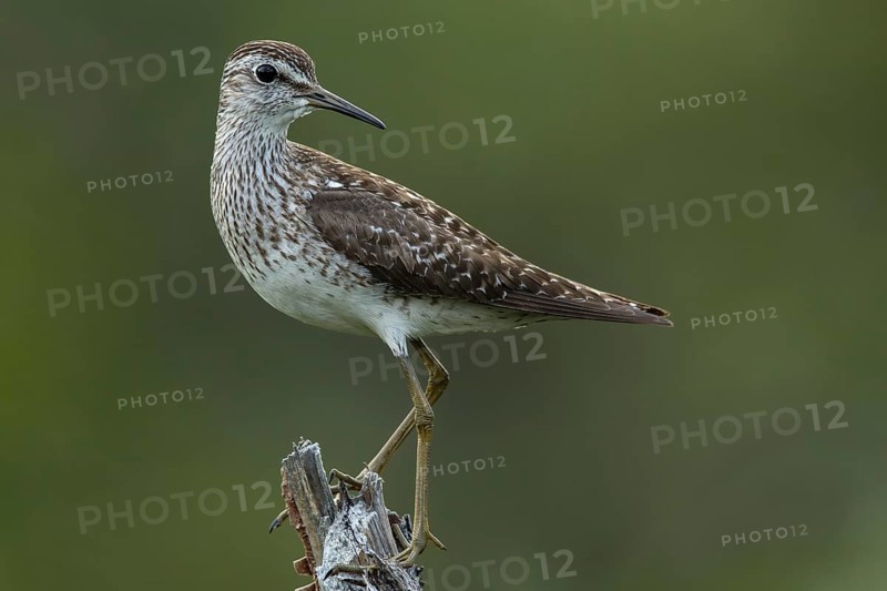 Wood Sandpiper (Tringa glareola), Dalarna, Sweden