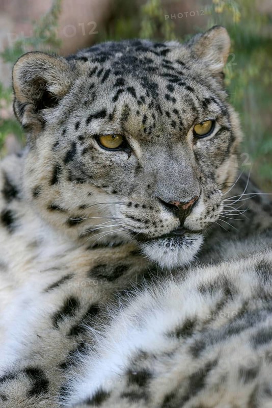 Snow leopard (Panthera uncia), animal portrait, captive, reception station of the German Nature Conservation Association, near Ananjevo, Kyrgyzstan