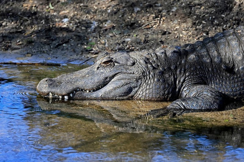 Mississippi Alligator (Alligator mississippiensis), pike alligator, adult, friendly, portrait, smiling, at the water, Florida, USA, North America