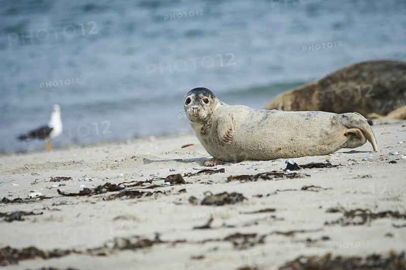 Grey seal (Halichoerus grypus) lying on the beach, Düne, Helgoland, Schleswig-Holstein, Germany
