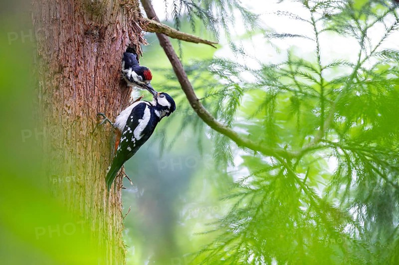 Great spotted woodpecker (Dendrocopos major), female feeds almost fledged young bird in the entrance hole of the breeding cavity, Bad Homburg, Hesse, Germany
