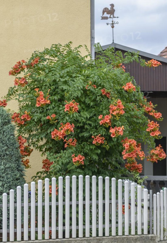Campsis × tagliabuana 'Mme Galen', Schönfeld, Saxony, Germany