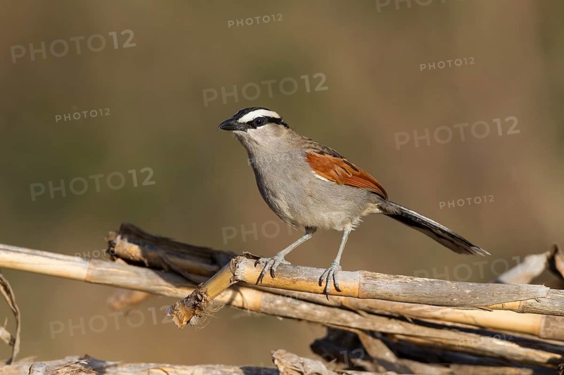 Black-crowned Tchagra - Senegaltschagra - Tchagra senegalus ssp. cucullatus, Morocco