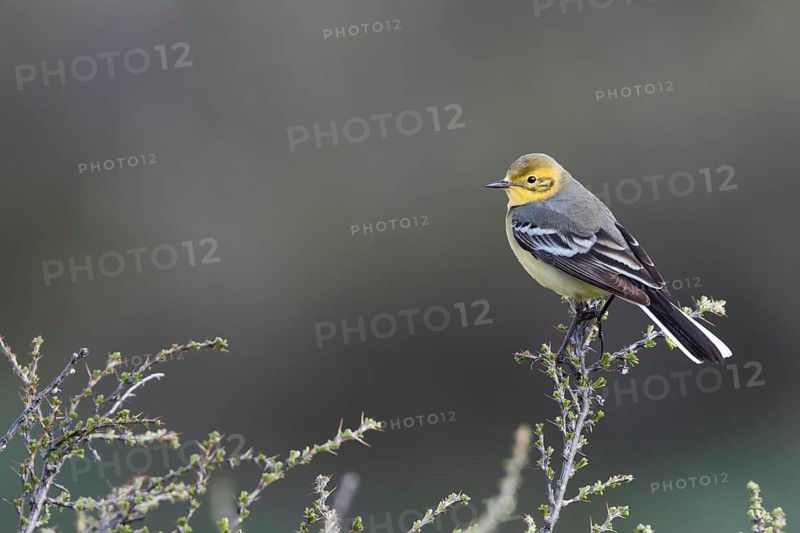 Citrine Wagtail - Zitronenstelze - Motacilla citreola ssp. calcarata, Kyrgyzstan, adult female