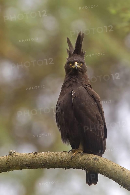 Long-crested Eagle (Lophaetus occipitalis), Masai Mara, Kenya