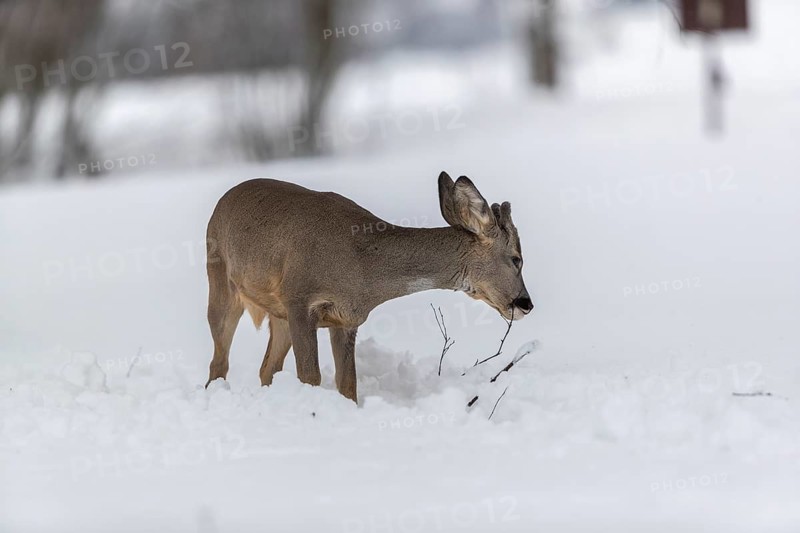 One young male Roe Deer, Roe buck (Capreolus capreolus), walking through deep snow. Trees in the background