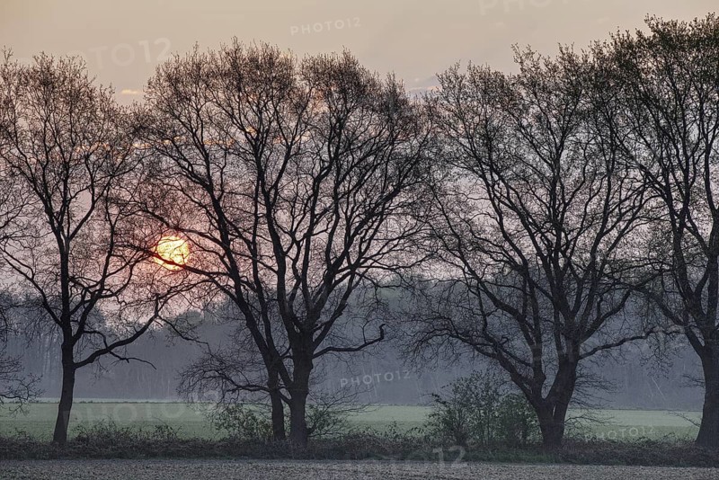Silhouettes of trees in front of a sunrise in the background, Krefeld, North Rhine-Westphalia, Germany