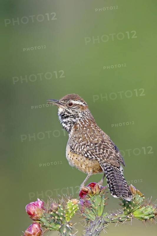 Cactus Wren Campylorhynchus brunneicapillus Tucson, Pima County, Arizona, United States 15 May Adult Troglodytidae