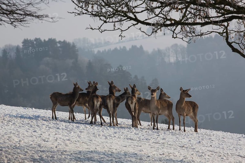 A herd of female red deer standing on a snow covered meadow on a foggy day