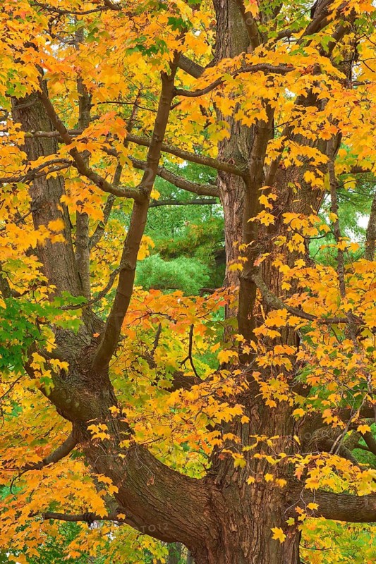 A massive maple (Acer), with golden yellow leaves in autumn surroundings, Vermont, New England, USA