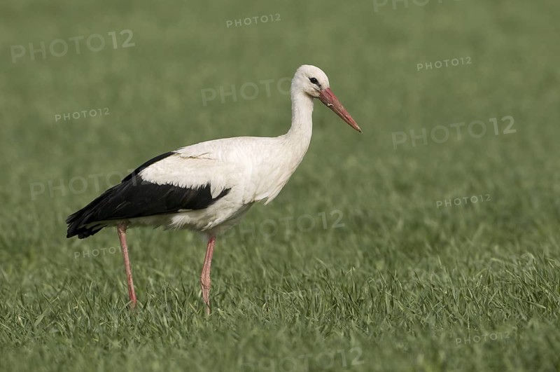 White Stork (Ciconia ciconia), Saxony, Germany