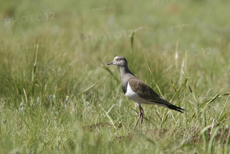 Black-winged Lapwing (Vanellus melanopterus), Natal, South Africa