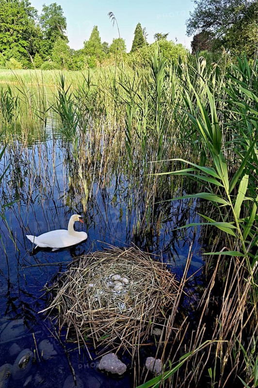 Mute swan (Cygnus olor), male swimming in front of nest with four eggs, Cham, Lake Zug, Canton Zug, Switzerland