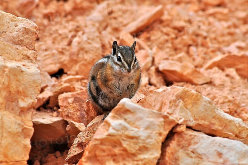 Uinta chipmunk (Tamias umbrinus / Neotamias umbrinus)