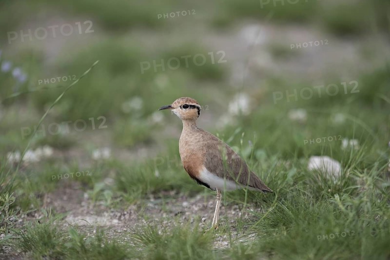 Temminck's Courser (Cursorius temminckii) in field, Namibia