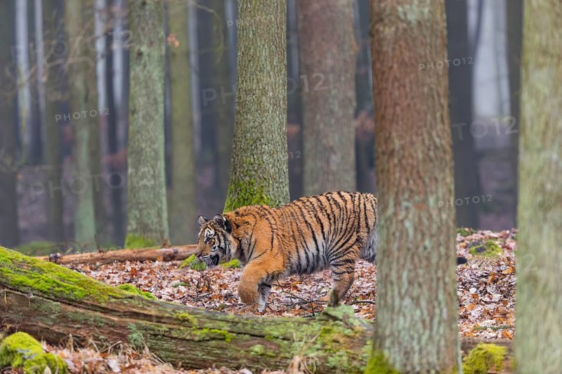 One young female Siberian Tiger, Panthera tigris altaica, running thru a forest