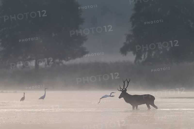 Don't worry, even if it looks like it, the great white egret (Ardea alba) does not attack the red deer (Cervus elaphus), encounter, morning mist, mystical, rutting season, rutting stag, September, Germany