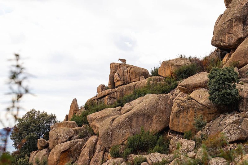 A goat stands majestically on the rocky formations of La Pedriza National Park in Madrid, highlighting the tranquil yet rugged natural landscape