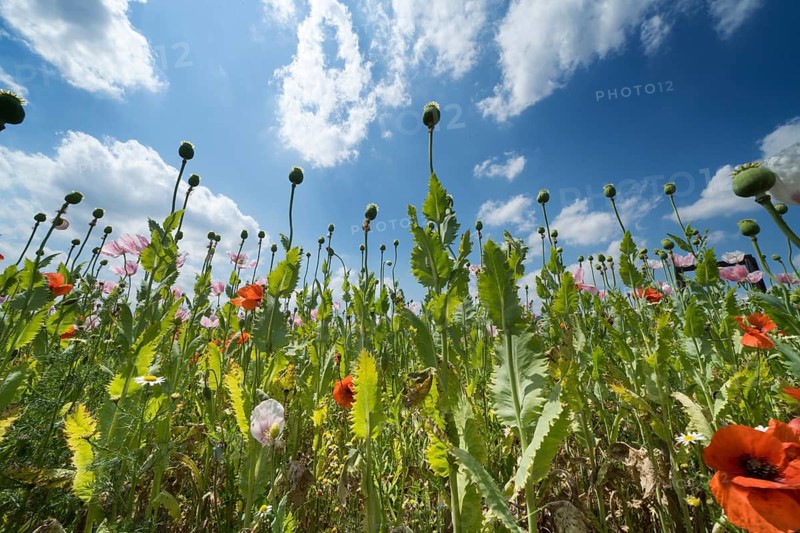 Opium poppy field, Germerode, Werra-Meissner district, Hesse, Germany