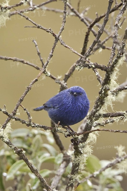 Tit-like Dacnis (Xenodacnis parina), Ecuador