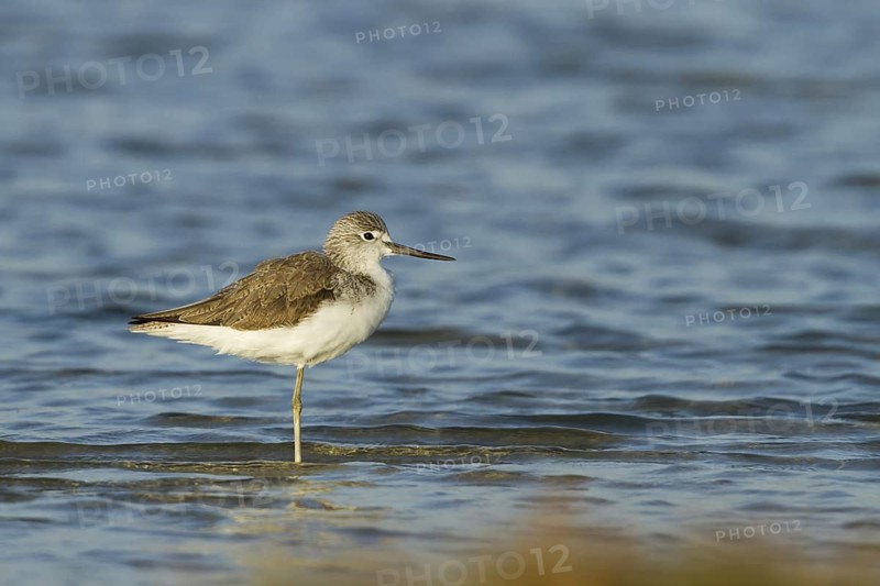 Common Greenshank (Tringa nebularia), Oman
