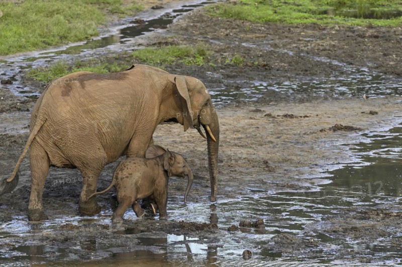 African forest elephants (Loxodonta cyclotis) in the Dzanga Bai forest clearing, Dzanga-Ndoki National Park, Unesco World Heritage Site, Dzanga-Sangha Complex of Protected Areas (DSPAC), Sangha-Mbaéré Prefecture, Central African Republic