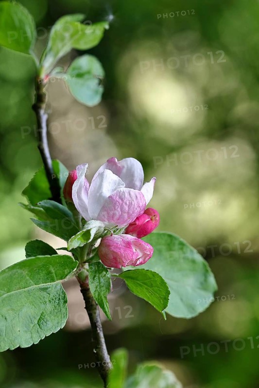 Apple blossoms (Malus), red still closed blossoms and white opened blossom with bokeh in the background, close-up, Wilnsdorf, North Rhine-Westphalia, Germany