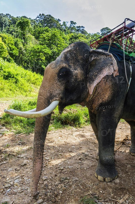 Asian elephant (Elephas maximus), Thai, Thai, Asian, trunk, animal, mammal, animal park, ivory, animal cruelty, animal husbandry, tourism, tourist, travel, travel form, ride, tame, farm animal, trained, dressage, tamed, working animal, looks, looks, looking, head, looks, camera view, Ko Lanta, Thailand