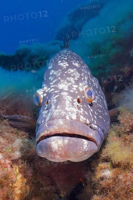 Close-up of a large fish, Dusky Grouper (Epinephelus marginatus) (Mycteroperca marginatus), near a reef. Dive site marine reserve Port Cros, Provence Alpes Côte d'Azur, France