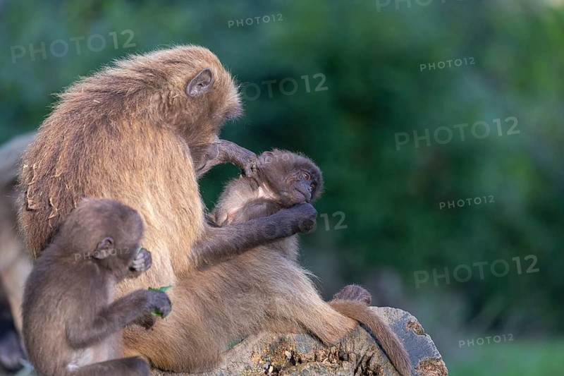 One female with 2 baby Gelada (Theropithecus gelada), or bleeding-heart monkey sitting on a log, playing and grooming. A green forest in the background