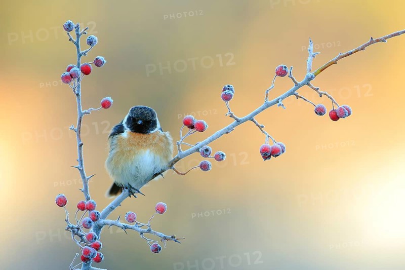 European Stonechat (Saxicola rubicola) male perched on a branch, Andalusia, Spain