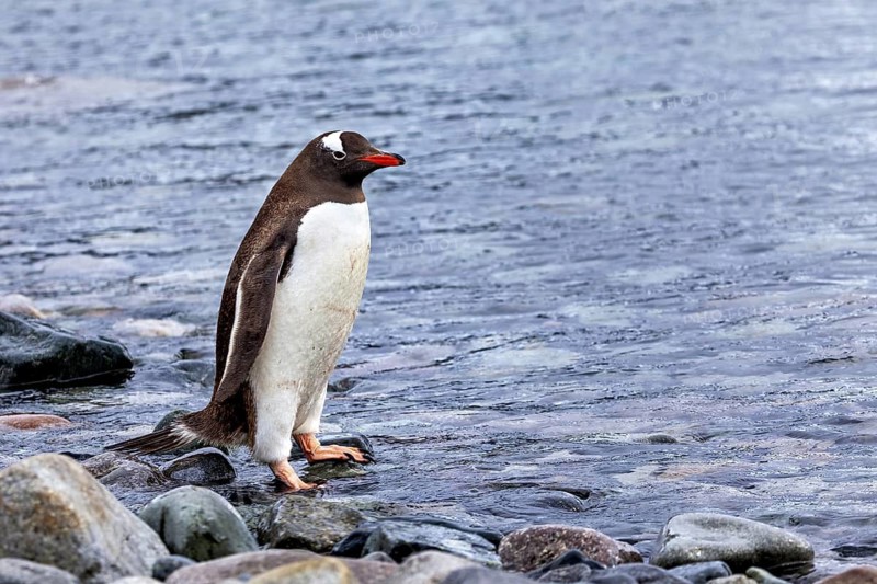 A penguin stands on the shore, surrounded by water and stones, gentoo penguin (Pygoscelis papua) in the Antarctic