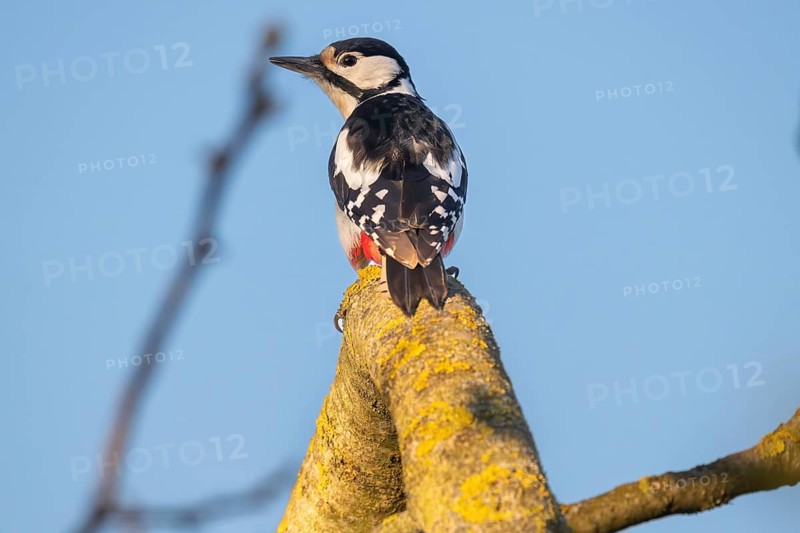 Great spotted woodpecker (Dendrocopos major) sitting on a branch in a walnut tree, evening light, Baden-Württemberg, Germany
