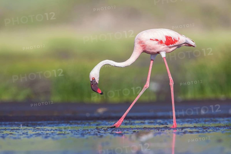 Lesser Flamingo (Phoeniconaias minor), Lake Natron, Tanzania