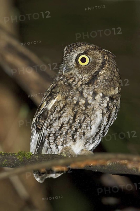 Western Screech Owl (Megascops kennicottii)