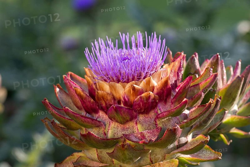 A flowering artichoke, Green Globe, (Cynara scolymus, flower, Deatil, Hesse, Hesse, Federal Republic of Germany