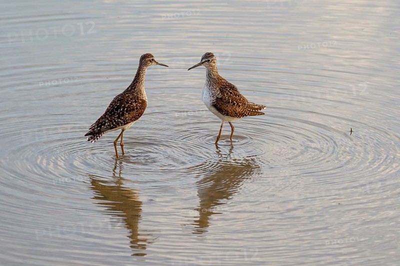 Wood Sandpiper (Tringa glareola), Mallorca, Spain