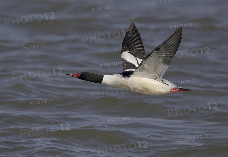 Common Merganser (Mergus merganser americanus) male flying, Ohio, USA