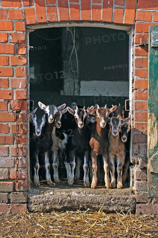 Goats (Capra aegagrus f. hircus) . Goat lambs in front of a stable door, organic farm, Othenstorf, Mecklenburg-Western Pomerania, Germany