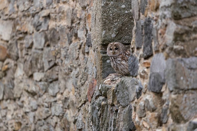 One tawny owl or brown owl (Strix aluco) sitting in a window of a ruin of an ancient castle