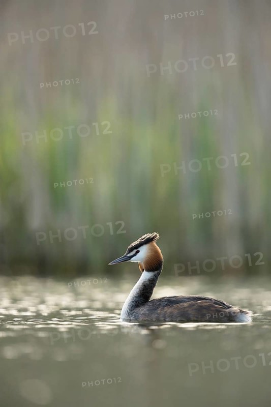 Great Crested Grebe (Podiceps cristatus), North Rhine-Westphalia, Germany