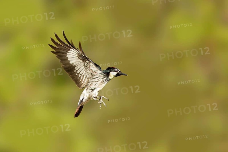 Acorn Woodpecker Melanerpes formicivorus Santa Rita Mountains, Santa Cruz County, Arizona, United States 23 May Adult Male Picidae