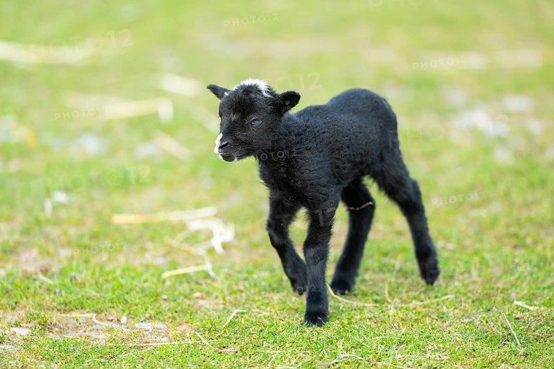 Domestic sheep (Ovis orientalis aries), lamb, with black fur standing on a meadow, Bavaria, Germany
