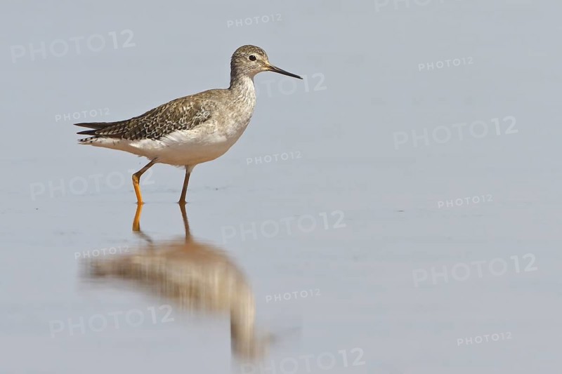 Lesser Yellowlegs (Tringa flavipes) in a wetland in Bolivia, South America