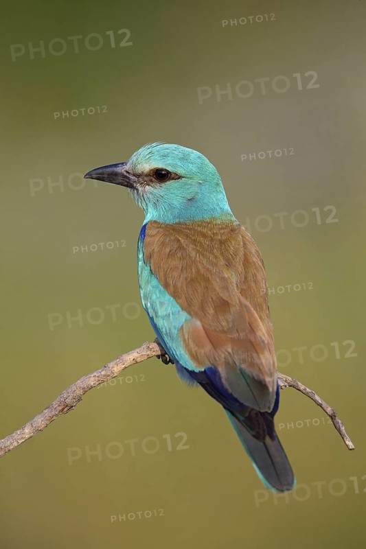 Roller, Almond Crow, (Coracias garrulus), animals, birds, raptors, raptor family, perch, biotope, habitat, Muselievo, Muselievo, Pleven, Bulgaria