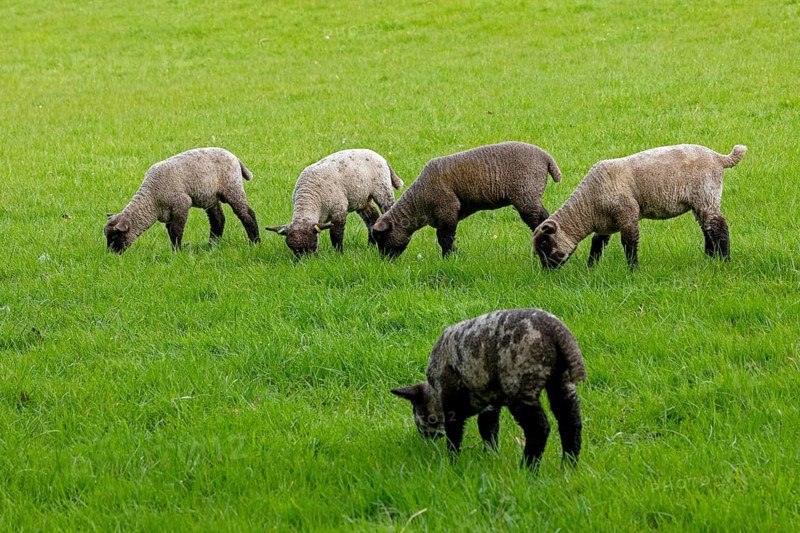 Lambs on pasture, Shottery, Stratford-upon-Avon, Warwickshire, England, Great Britain